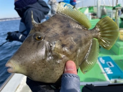 カワハギの釣果