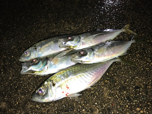 アジの釣果