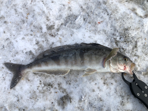 ホッケの釣果