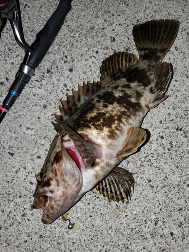 ベッコウゾイの釣果