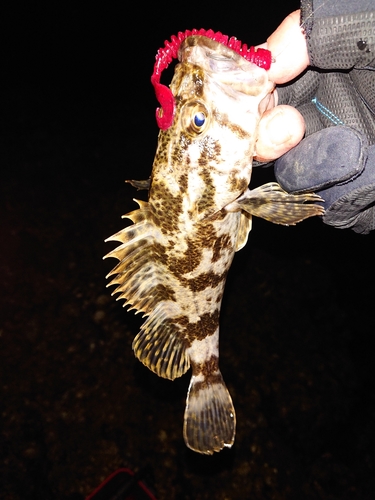 タケノコメバルの釣果