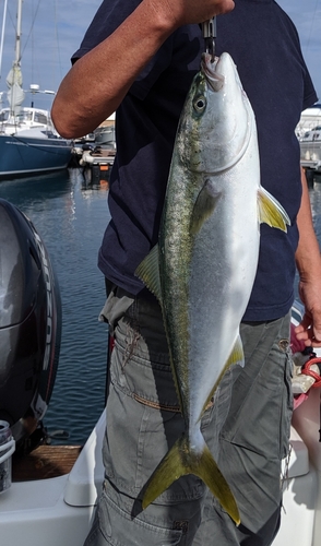 イナダの釣果