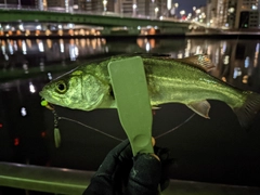 シーバスの釣果