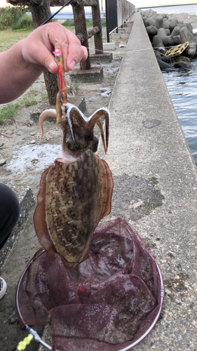 モンゴウイカの釣果