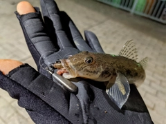 マハゼの釣果