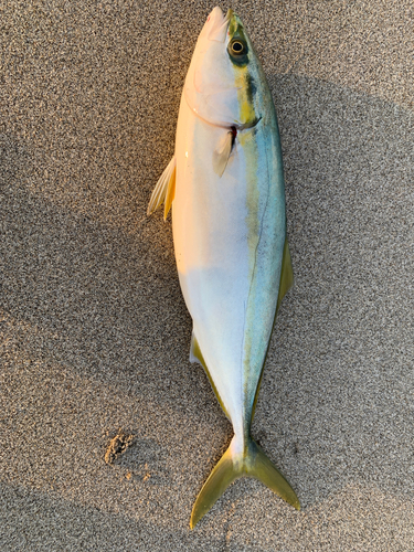 イナダの釣果