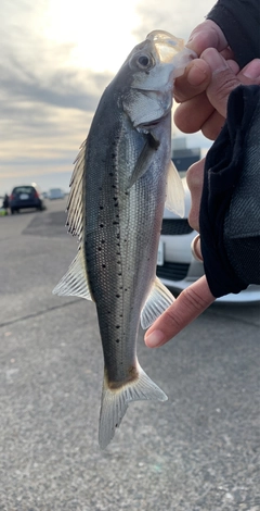 セイゴ（マルスズキ）の釣果