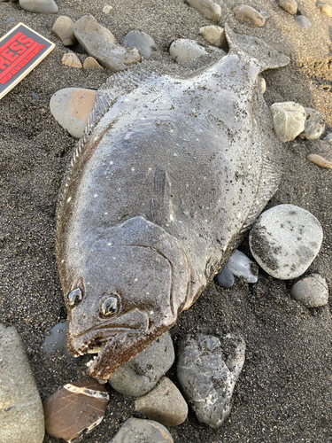 ソゲの釣果