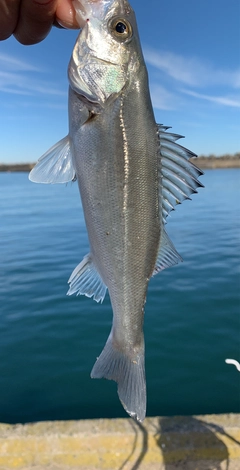 セイゴ（マルスズキ）の釣果