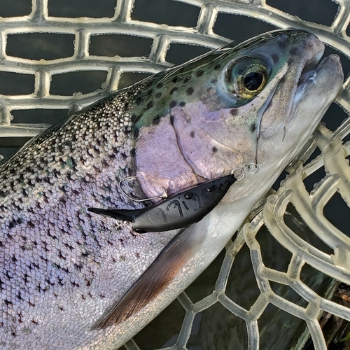 ニジマスの釣果