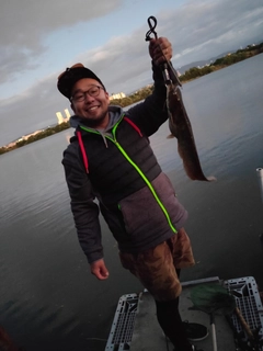 ナマズの釣果