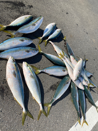 イナダの釣果