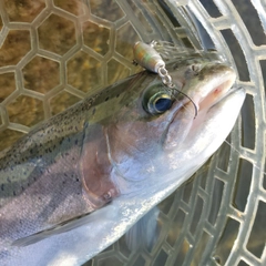 ニジマスの釣果