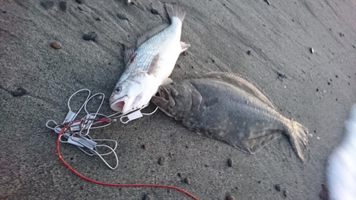 ヒラメの釣果