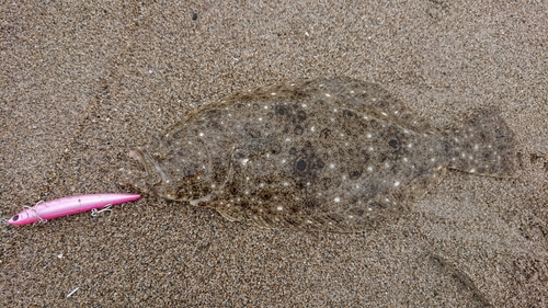 ヒラメの釣果