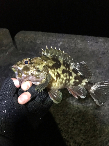 カサゴの釣果