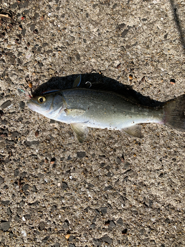 セイゴ（ヒラスズキ）の釣果