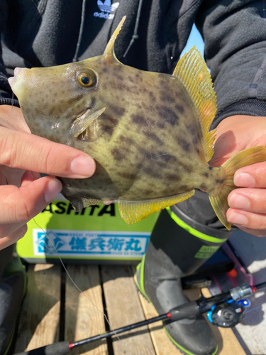 カワハギの釣果