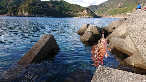 カサゴの釣果