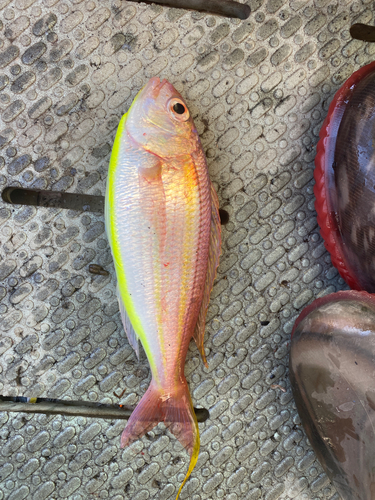 イトヨリダイの釣果