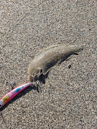 シタビラメの釣果