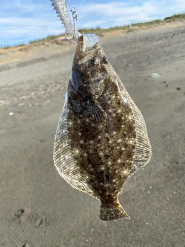 ソゲの釣果