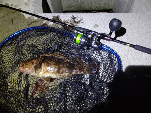 タケノコメバルの釣果