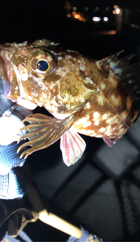 タケノコメバルの釣果