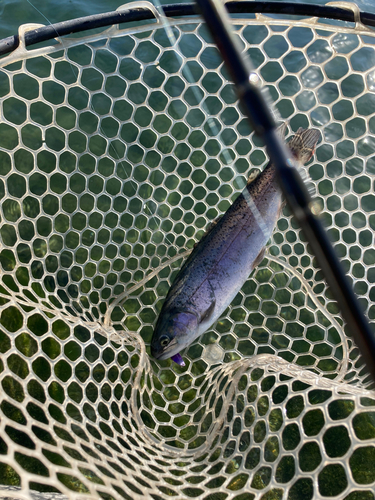 ニジマスの釣果