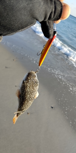 クサフグの釣果