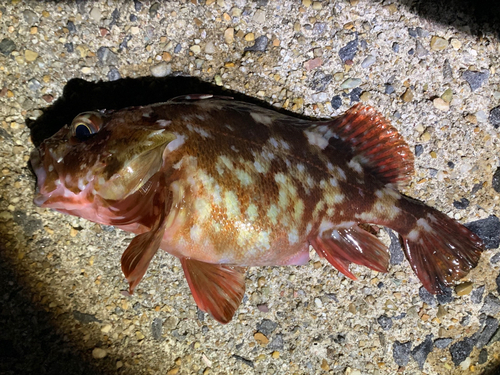 カサゴの釣果