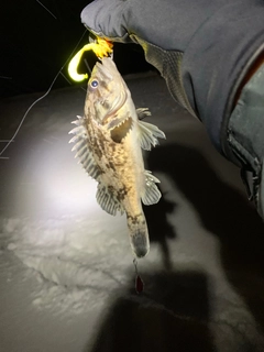 クロソイの釣果