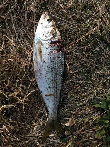 コノシロの釣果