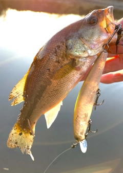 ブラックバスの釣果