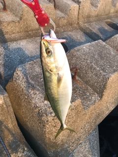 ハマチの釣果