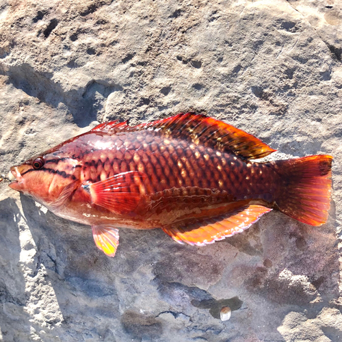 ホシササノハベラの釣果