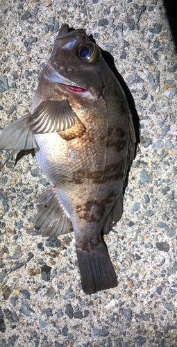 メバルの釣果