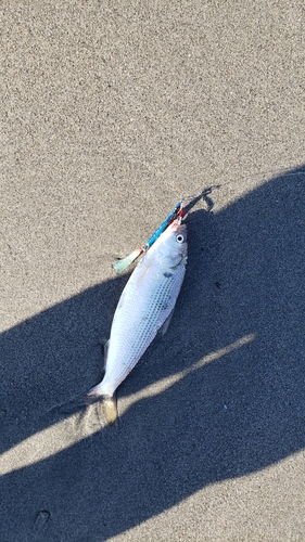 コノシロの釣果