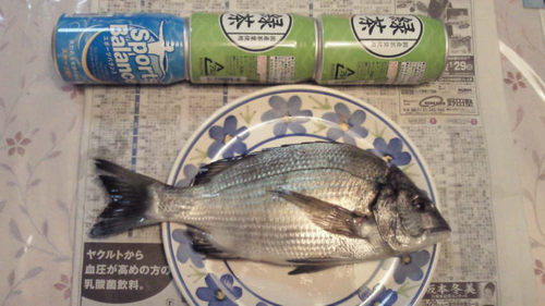 チヌの釣果