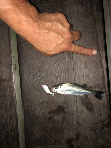 セイゴ（マルスズキ）の釣果