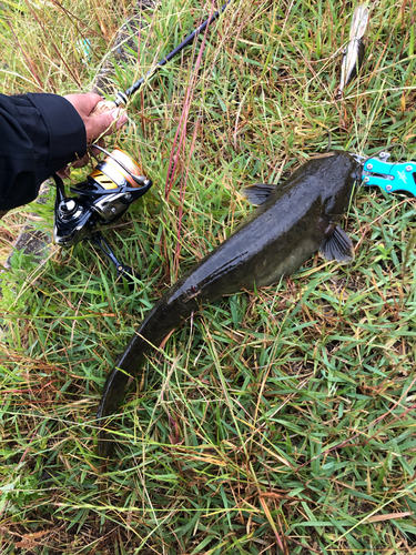 ナマズの釣果