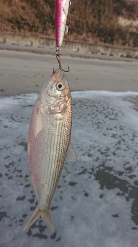 コノシロの釣果