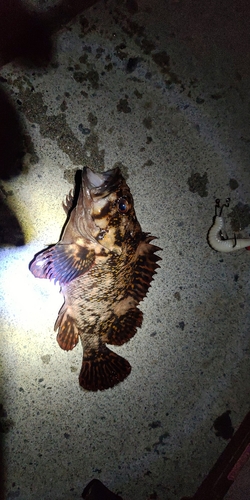 オウゴンムラソイの釣果