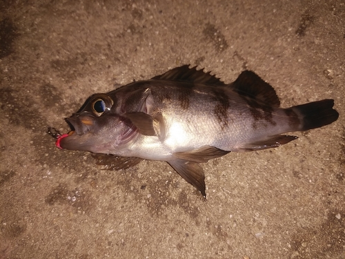 クロメバルの釣果