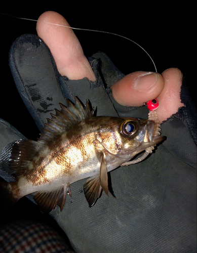 シロメバルの釣果