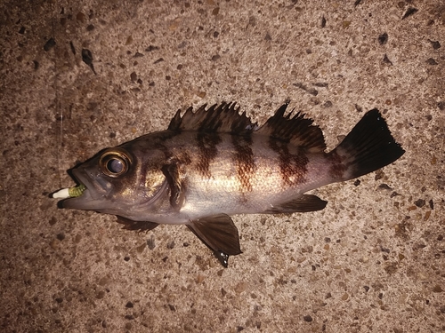 クロメバルの釣果