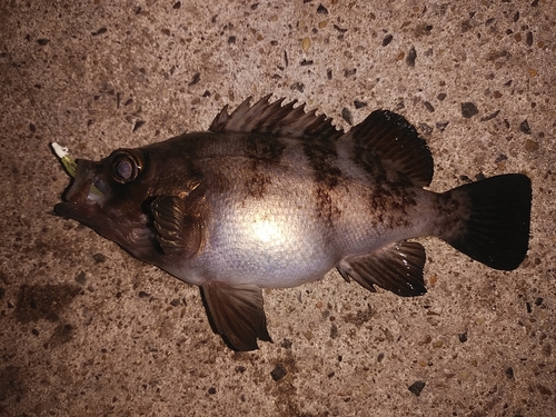 クロメバルの釣果