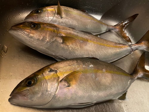 カンパチの釣果