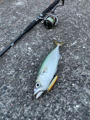 サバの釣果