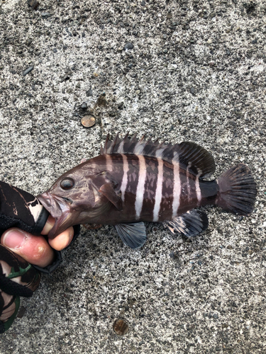 マハタの釣果